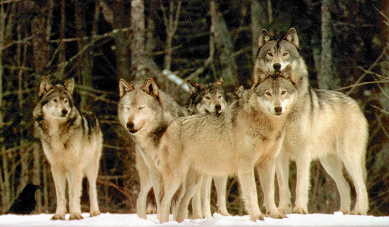 Part of the Pack or Part of the Herd?